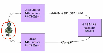 Linux文件特殊权限-SetUID