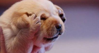 请对号入座,您是哪种运营狗